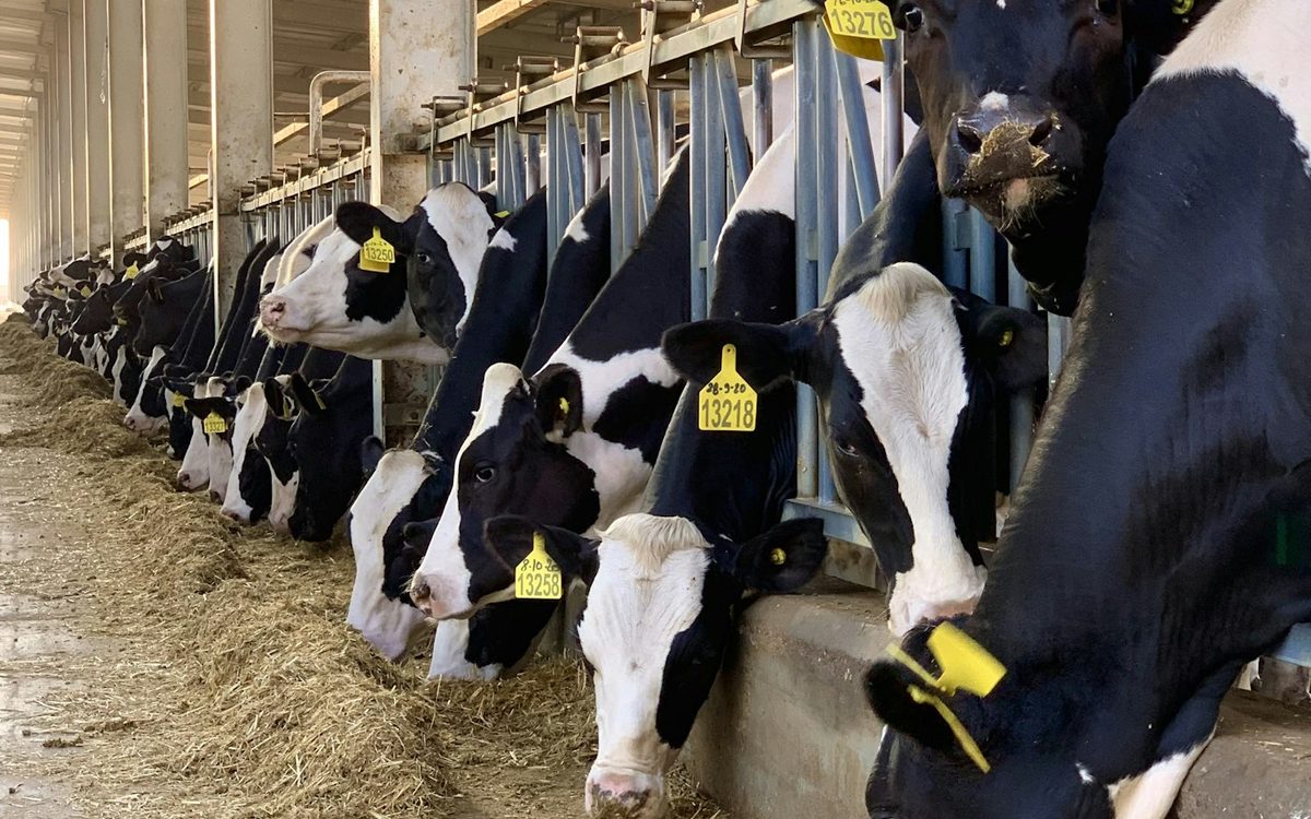 Heating System for Dairy Farms